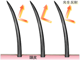 キューティクル無しの髪