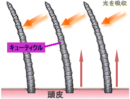 キューティクル付きの髪