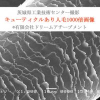 キューティクル付き人毛