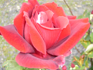 我が家のバラ