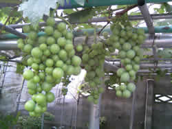 熟すのが待ち遠しい