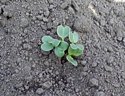 ダイコンの芽がでました