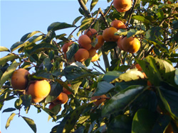 柿が色付きました