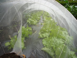 レタスのトンネル