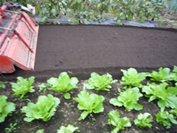 手前は白菜とレタス~