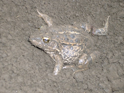 カエルを起こしたみたい