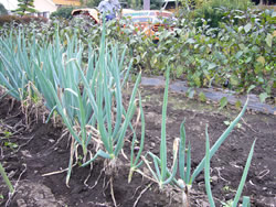 野菜畑を耕します