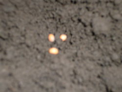 ダイコンの種～